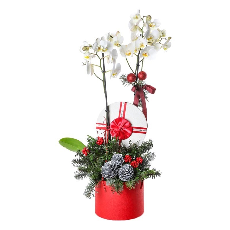 New Year Dream Kokina ve Orkide