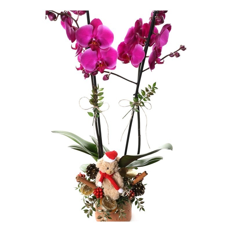 Christmas Radiant Orkide Kokina