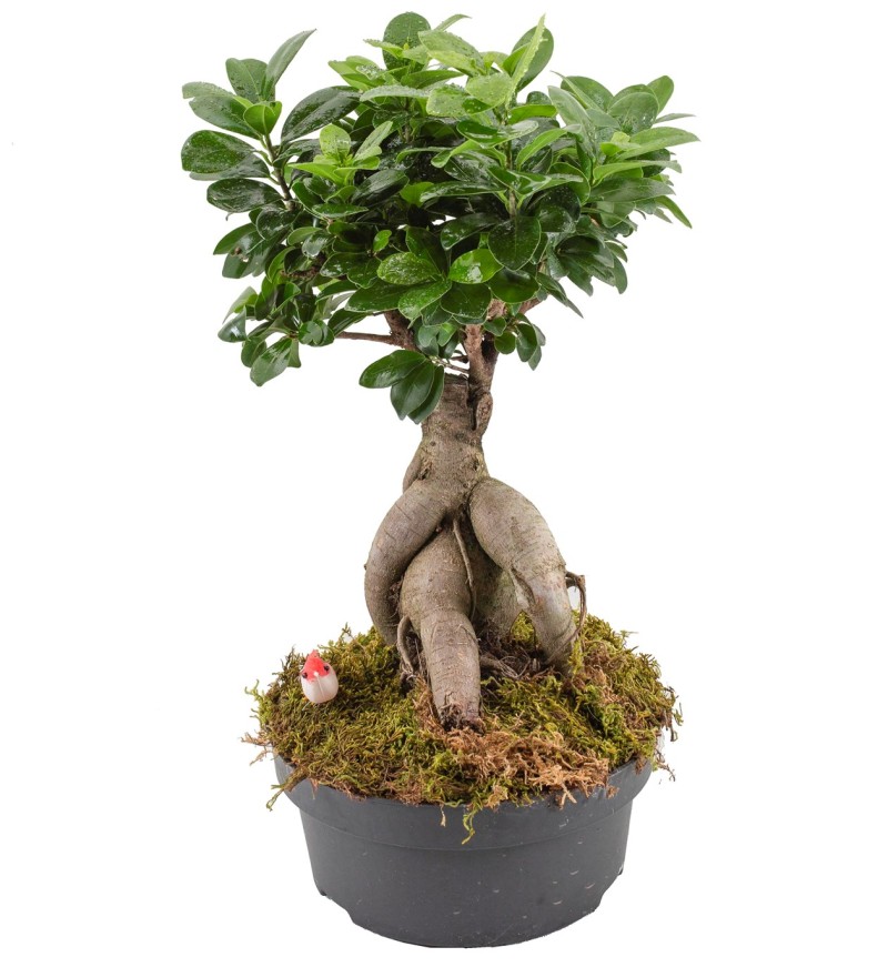 Ficus Bonsai Orta Boy