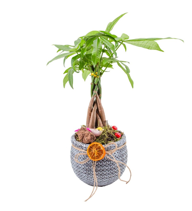 Dekor Vazoda Pachira Bitksi