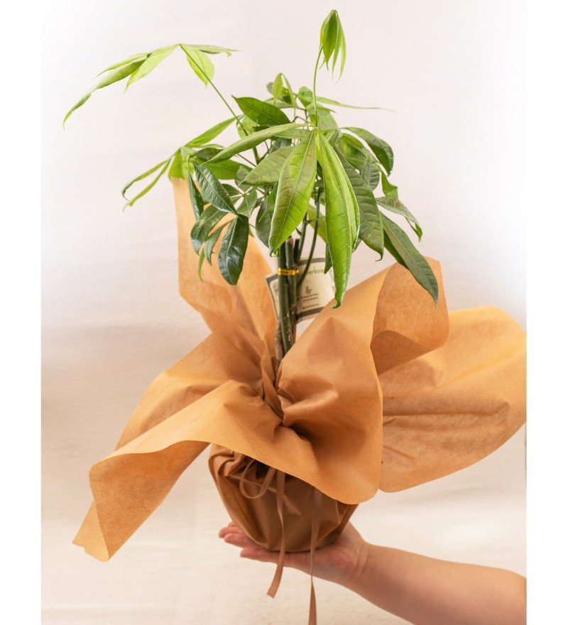 Pachira Para Bitkisi