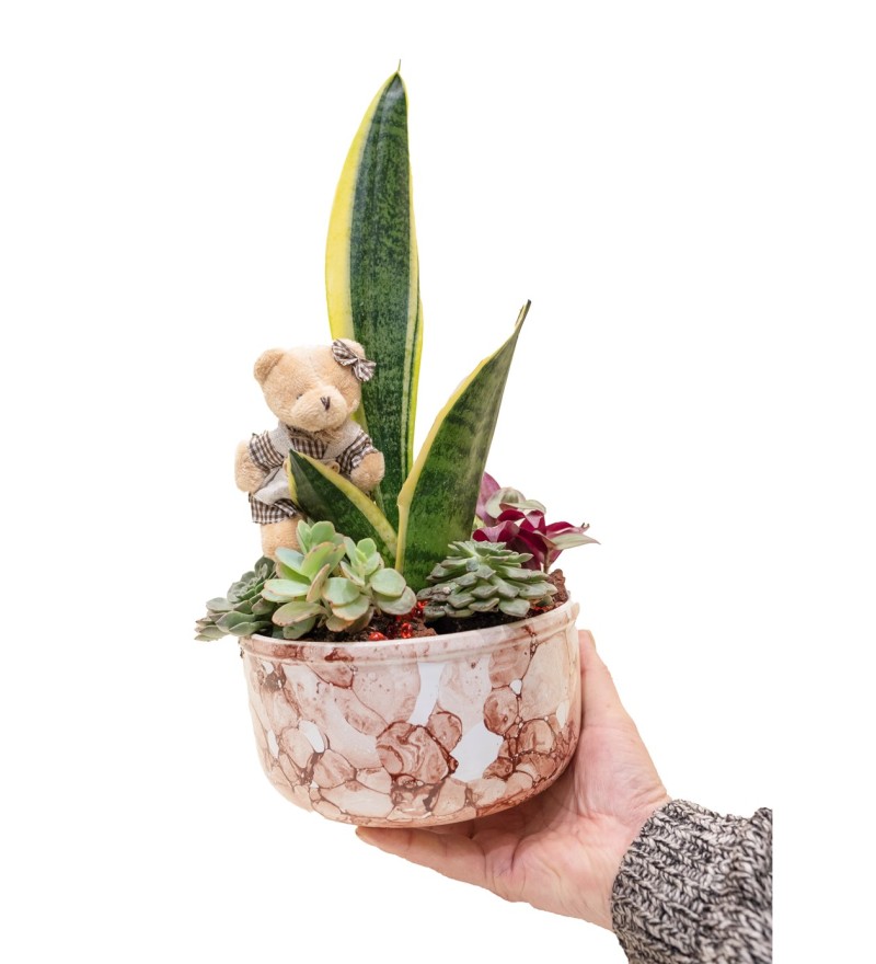 Sanseveria Tasarımı