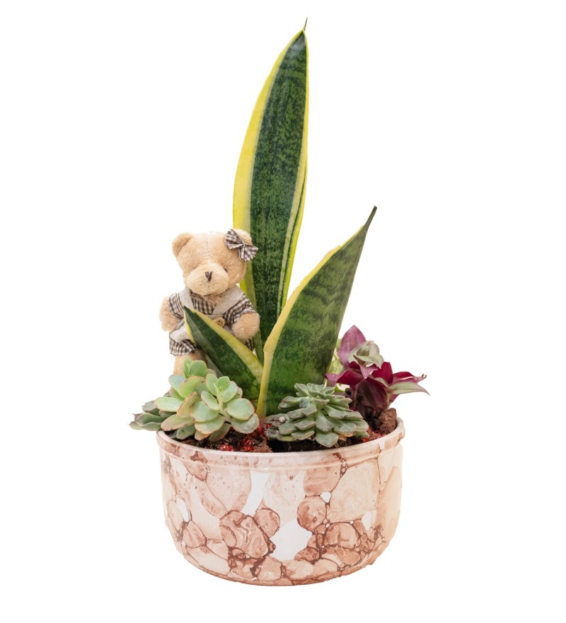 Sanseveria Tasarımı