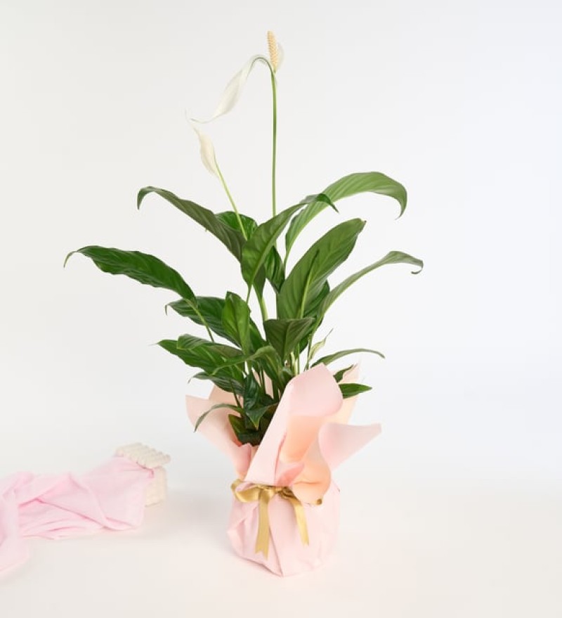 Krem Pudra Buketli Saksıda Spatifilyum