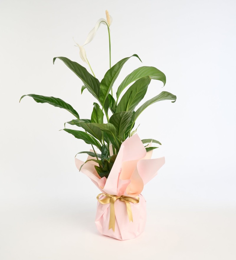 Krem Pudra Buketli Saksıda Spatifilyum