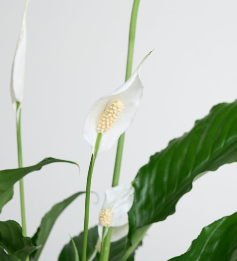 Saksıda Beyaz Spatifilyum