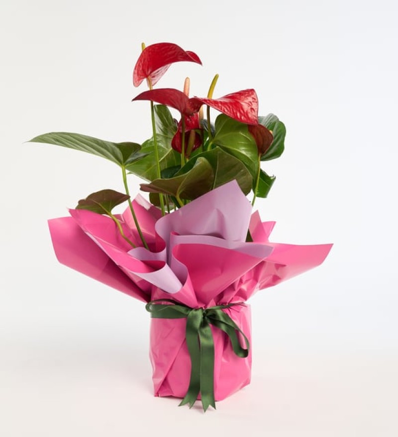 nullnullnullnullnull Lila Pembe Buketli Yeşil Kurdeleli Saksıda Antoryum