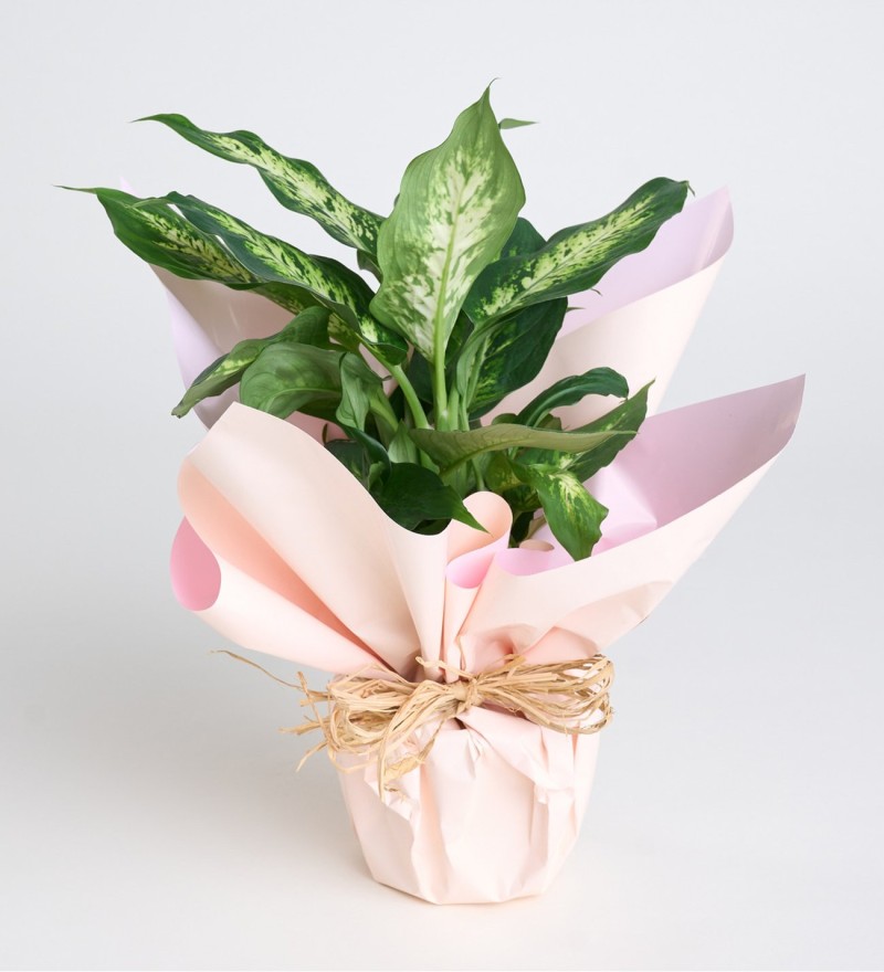 nullSaksıda Dieffenbachia Çiçeğinullnullnull Saksıda Dieffenbachia Çiçeği