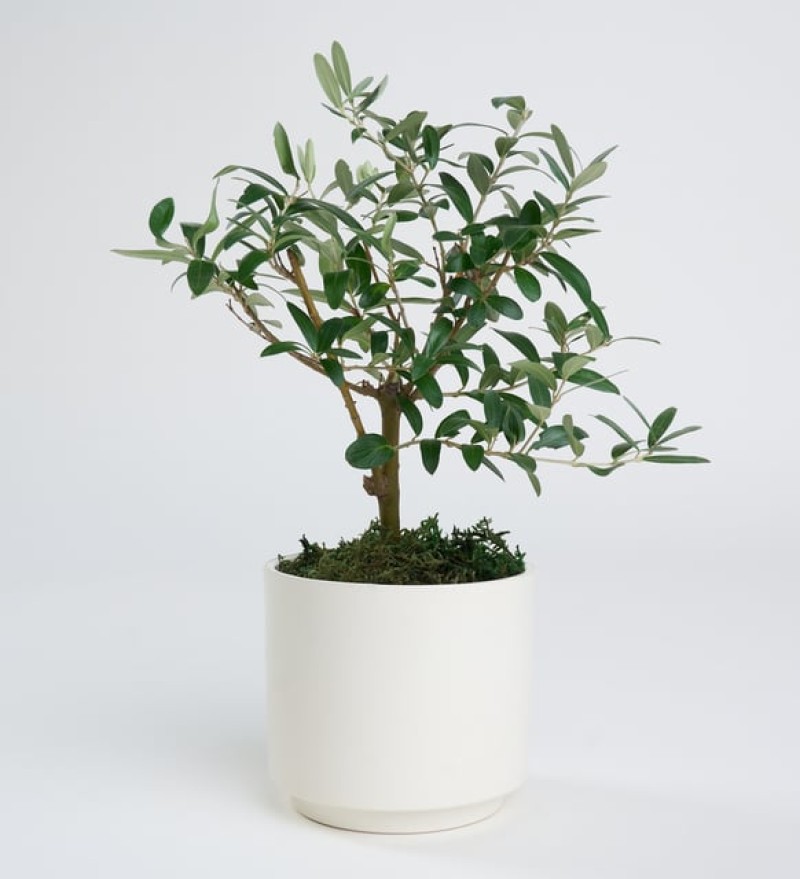 Beyaz Polimer Saksıda Zeytin Ağacı