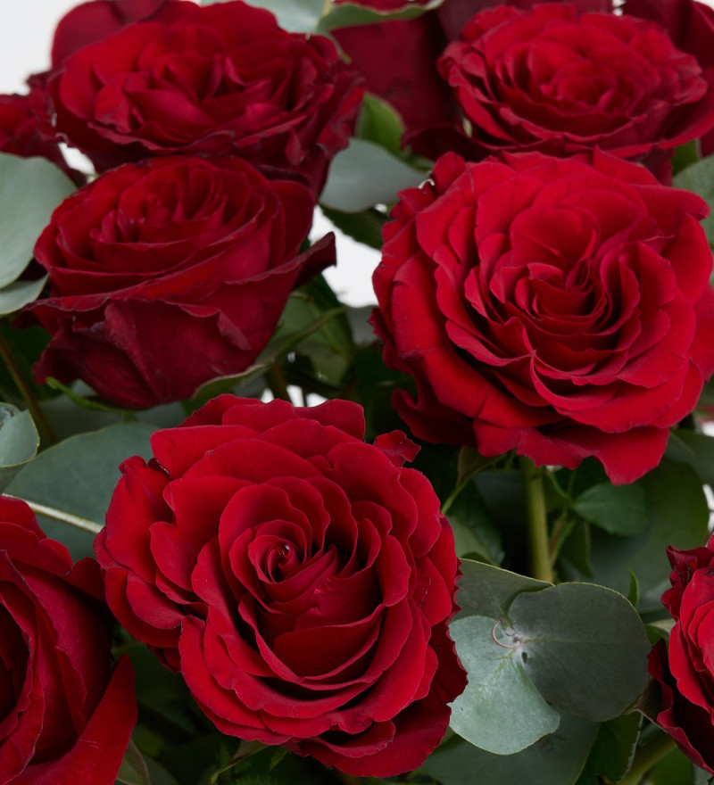 Paşabahçe Vazoda 25'li Kırmızı Gül