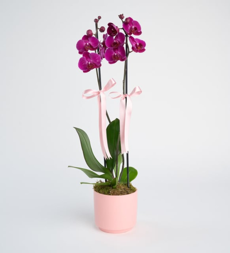 Pembe Beton Saksıda Çiftli Mor Orkide