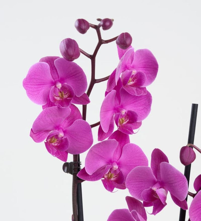 Kurdeleli Kraft Saksıda Mor Çiftli Orkide