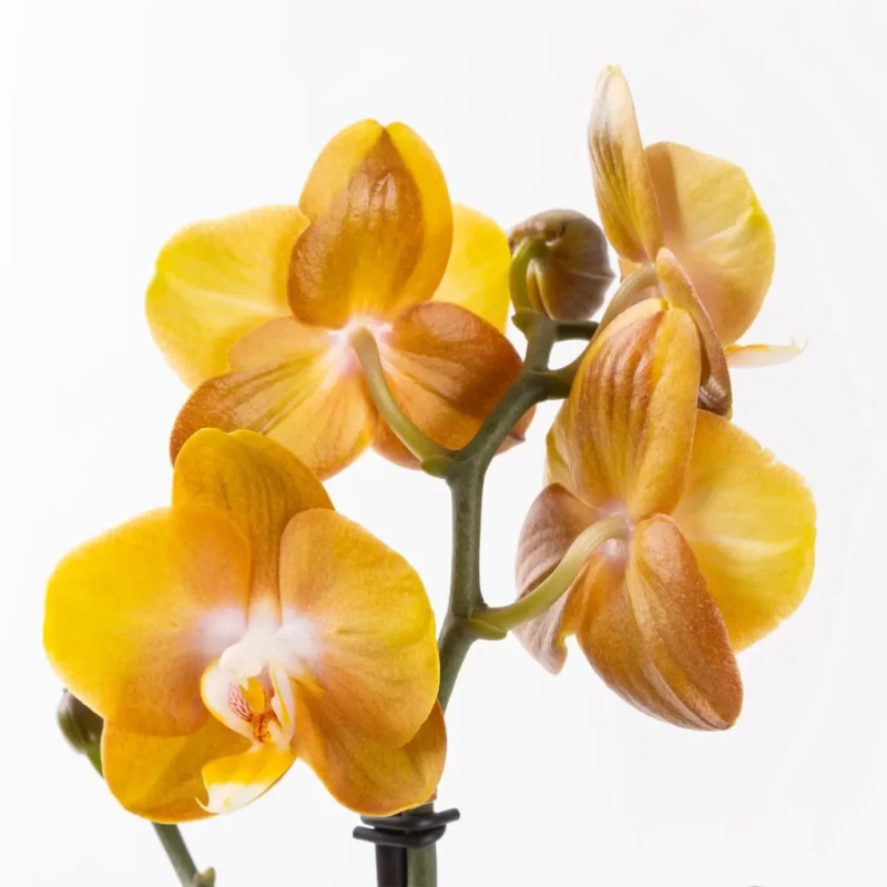 Honey – Turuncu Kırçıllı Çift Dallı Orkide