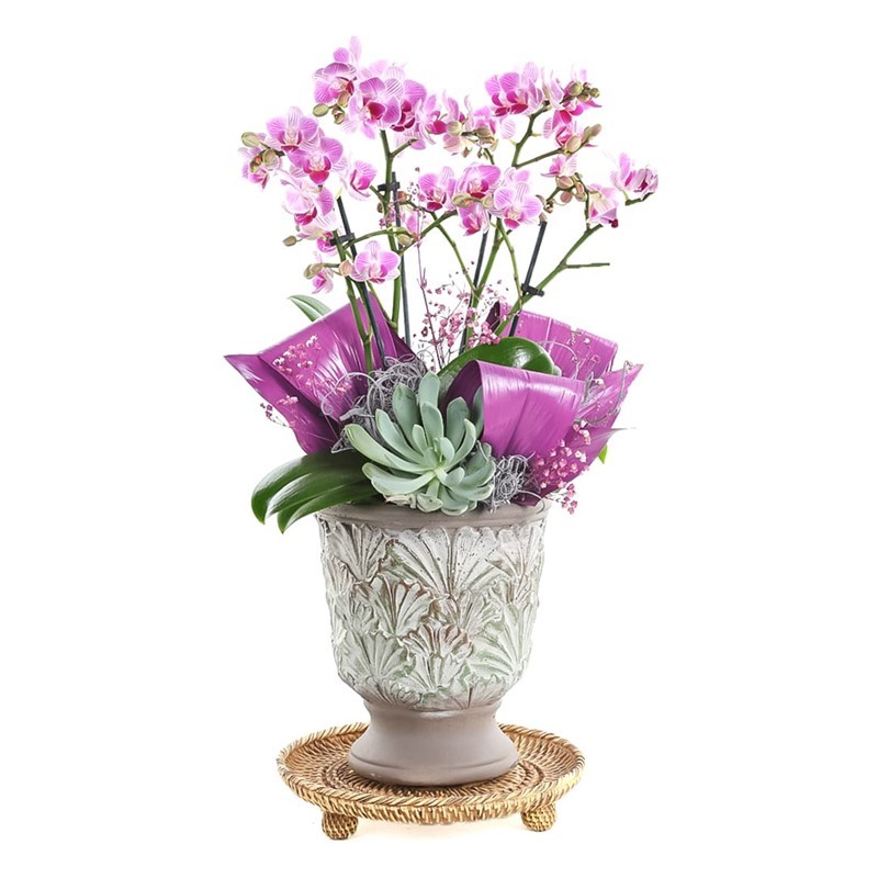 Patterned Purple Orchid