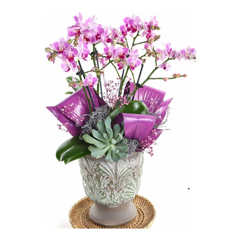 Patterned Purple Orchid